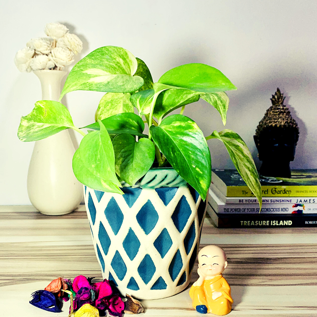 Homefrills Small Matte Finish Green Stripped Design Ceramic planters Pot for Indoor & Outdoor Home, Garden, Office Decor ,Balcony Planters Pot Gamla Size-12*12 cm